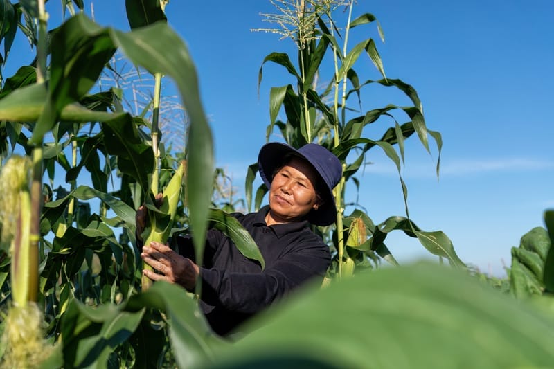 La agricultura en Latinoamérica se encuentra en un punto de inflexión crucial. Con una creciente conciencia global sobre la necesidad de prácticas agrícolas sostenibles y una demanda cada vez mayor de alimentos saludables y producidos de forma responsable, la región se enfrenta a la oportunidad de liderar una transformación hacia un futuro más verde y resiliente. Sin embargo, este camino no está exento de desafíos, desde la necesidad de adaptar técnicas tradicionales hasta la implementación de nuevas tecnologías y la adopción de enfoques más respetuosos con el medio ambiente.